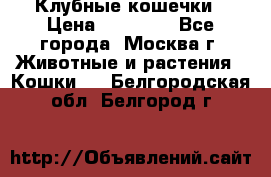 Клубные кошечки › Цена ­ 10 000 - Все города, Москва г. Животные и растения » Кошки   . Белгородская обл.,Белгород г.